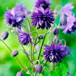 ��������� ������������ Barlow Blue 2