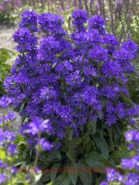   Bellefleeur White/Blue 46