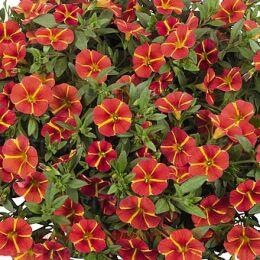  Orange Cart Wheal 34