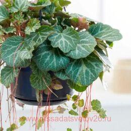 ���������� ����������� (Saxifraga Stolonifera Curtis) 23