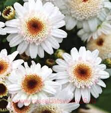  Aramis Semi Double Chocolate 2