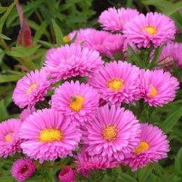  - Patricia Ballard 15