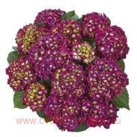   Speedy Red Purple (Imp) 