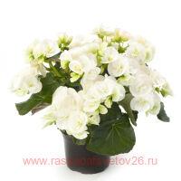   Ilona Collection CLARA 7