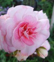 ���������� ���������� ��������� ����� 175