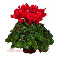  Super Serie&#174; Mammoth RED 5