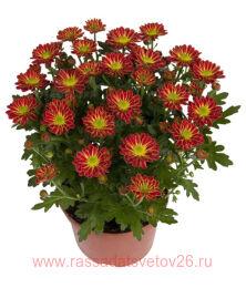  Swifty Orange Bicolor16