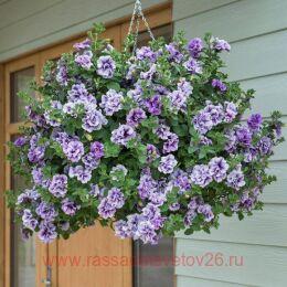 ������� Tumbelina PRISCILLA PRO 122