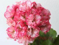 ���������� ���������� Unicorn Monday Morning 0