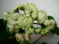 ���������� ���������� 'Prince Gustav 95