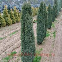 ������������ 'Sentinel' 27