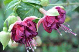  Manfried Kleinau 157