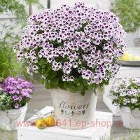   Mosquitaway Lizzy 62