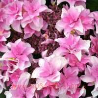   Doppio&#174; Rosa 84