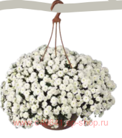   Skyfall&#174; White 20