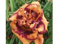 Hemerocallis Exploded Pumpkin 3