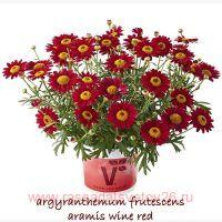  Aramis&#174; Wine Red 9