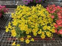  CAPELLA Hello Yellow 32