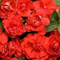  Musica Orange Energy 43