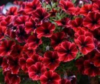  Sweetunia Fiona Flsh 120