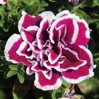  Sweet Sunshine Magenta Picotee 132-1