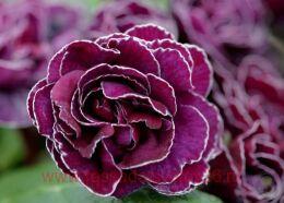 ������� ������������ Frou Frou 68