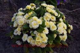     (CREME DU TREGORE) 46