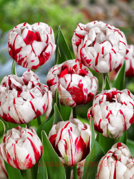  CARNAVAL DE NICE 8 (2 )