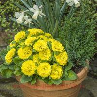  BELARINA Day-Glo Yellow 20