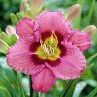  Hemerocallis Always Afternoon 9