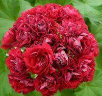 ���������� Ungarisk Appleblossom 275