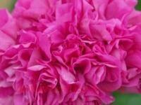 ���������� �������� Bold Pixie 159