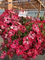  SURPRISE SPARKLING Red 49