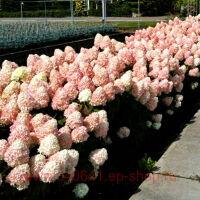   Magical Sweet Summer 10