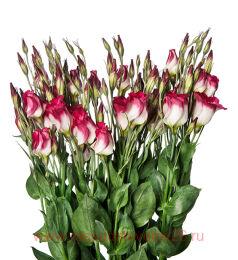  grandiflorum Adom Red Picotee 8
