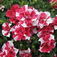  TUMBELINA Cherry Ripple 92