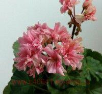 ���������� �� -������� 46