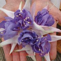  Trailing Blue Angel 140