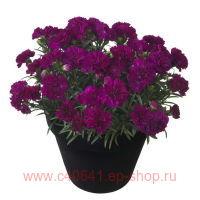  Sunflor Lady Gaga 23