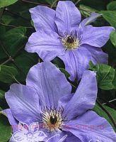 �������� Blue Angel 27