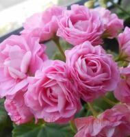 ���������� ���������� Princess Philippa �