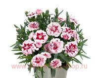  Oscar Purple Star 27