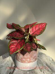 ��������� Aglaonema Red Zirkon 4
