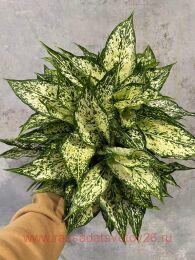 ��������� Aglaonema Snowflake 1