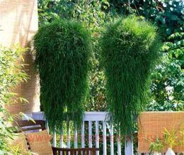 �������� Green Twist /��������� ������ 