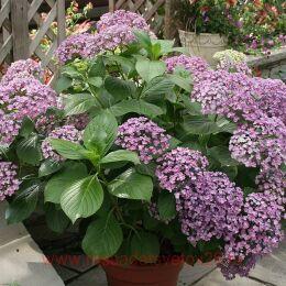 ��������� ������������� Aisha (����) 33