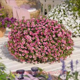 ���������� Aloha Double Pink Star 39