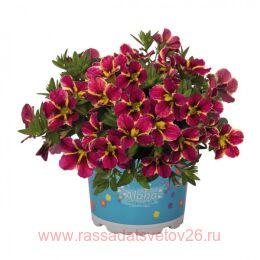 ���������� Aloha Kona Cherry Cart Wheel 17