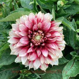  Labella Grande	Fun Red White&#8471;