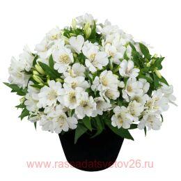  inticancha sunburst 16